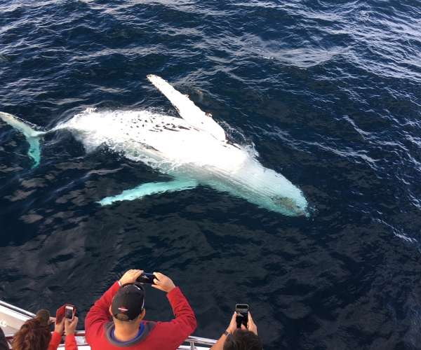 whale-watching-gold-coast-2613448_1920 sm